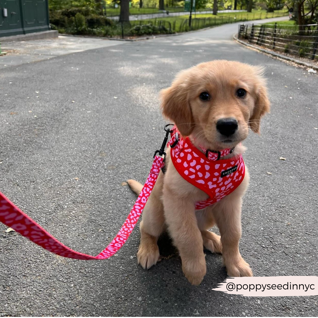 Dog Harnesses product image 21