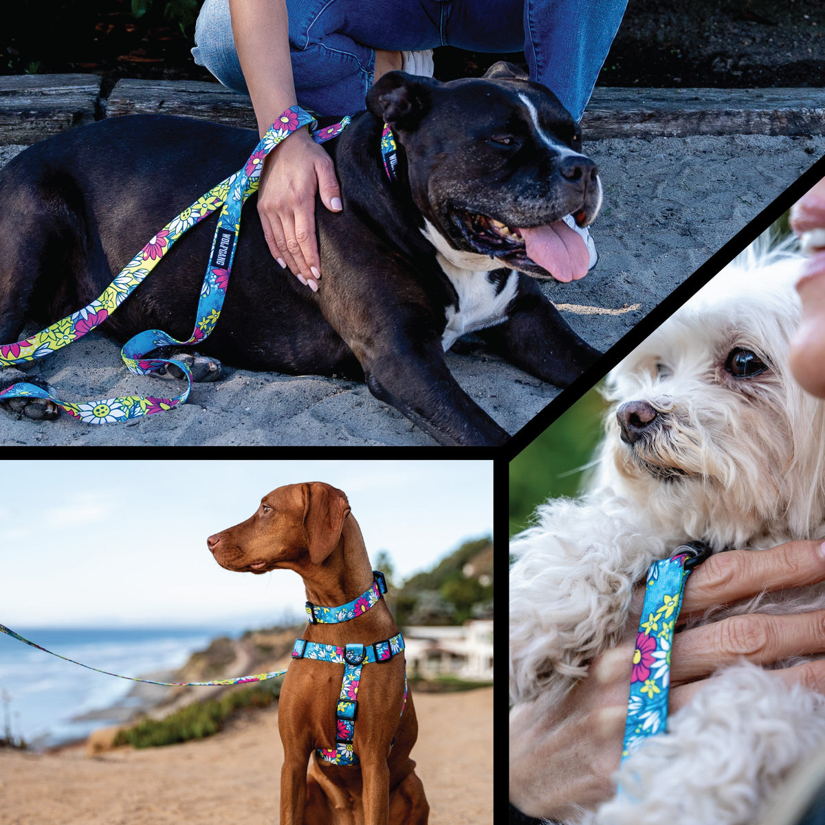 Dog Leash product image 6