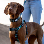Dog Harness product image 2