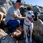 Dog Harness product image 7