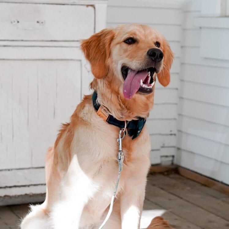 Dog Collar product image 2