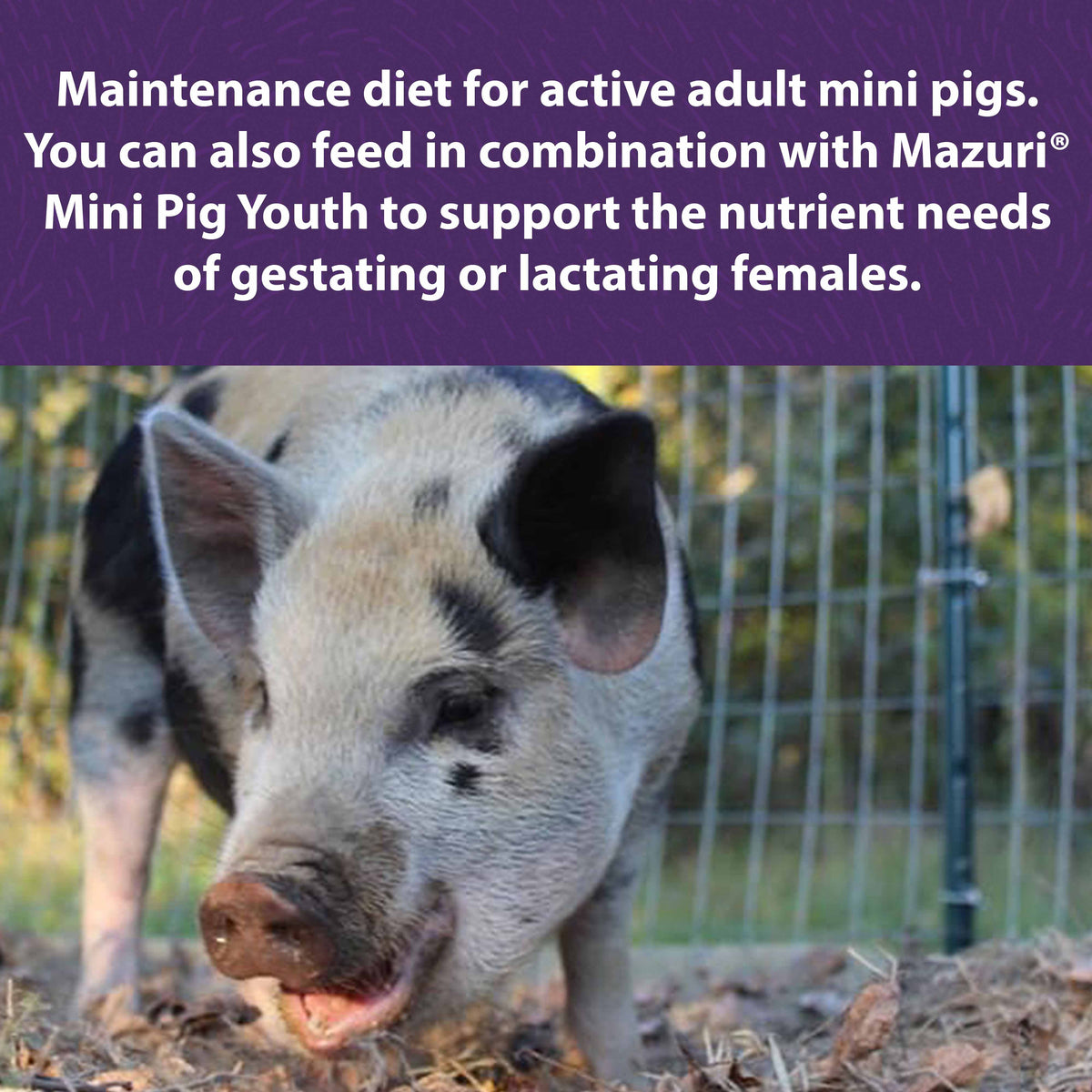 Mini Pig Food product image 5