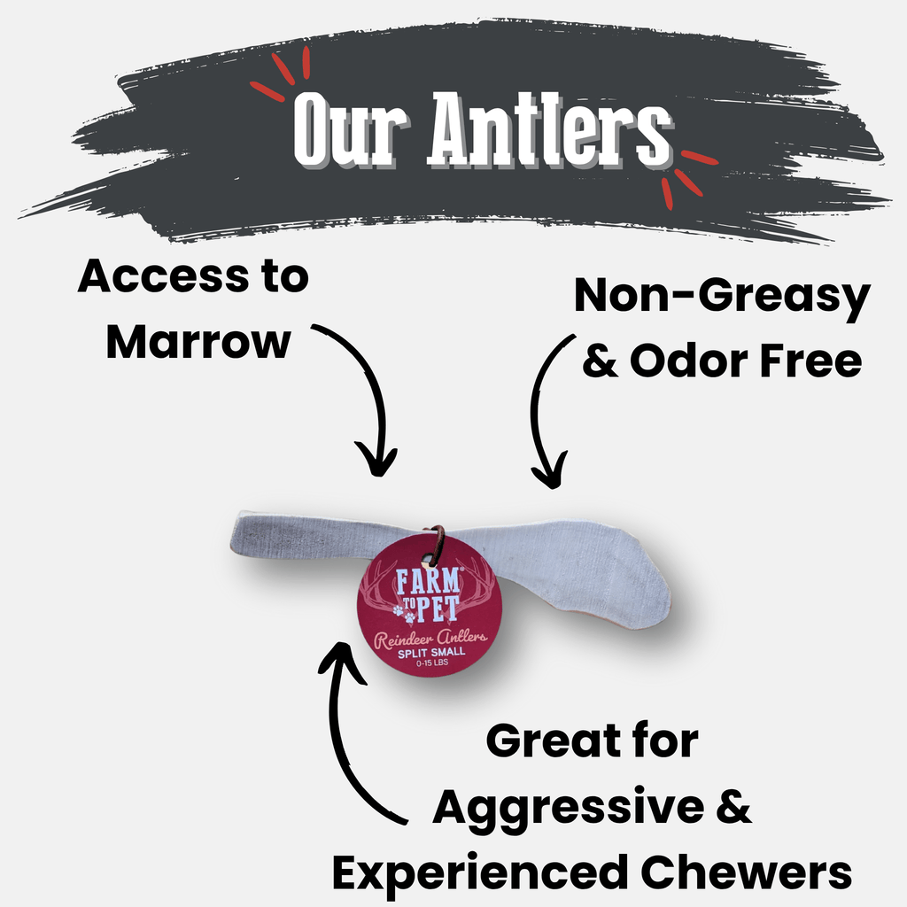 Dog Chew product image 4