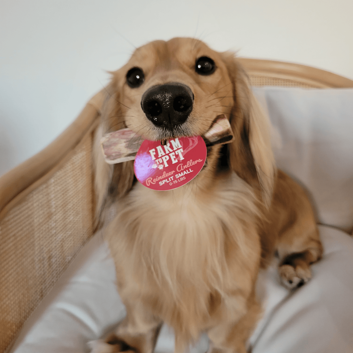 Dog Chew product image 5