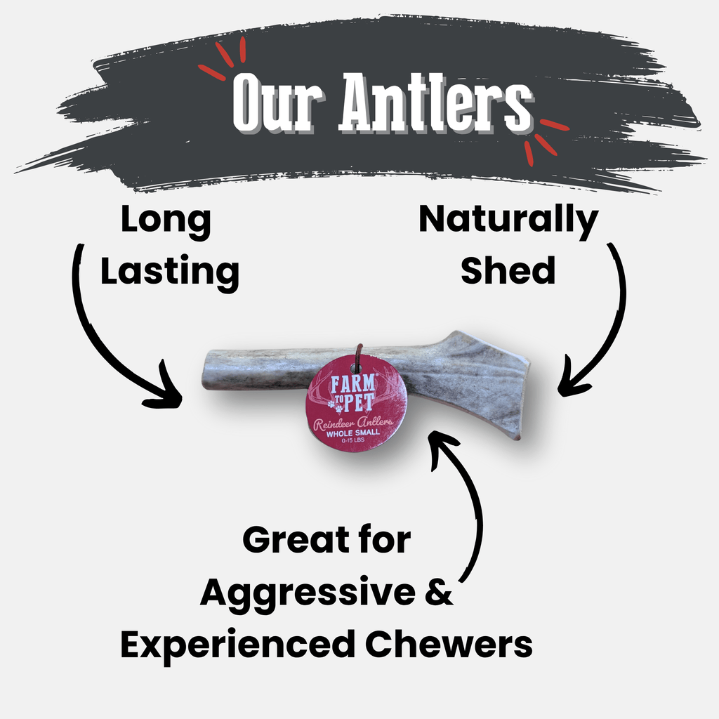 Dog Chew product image 11