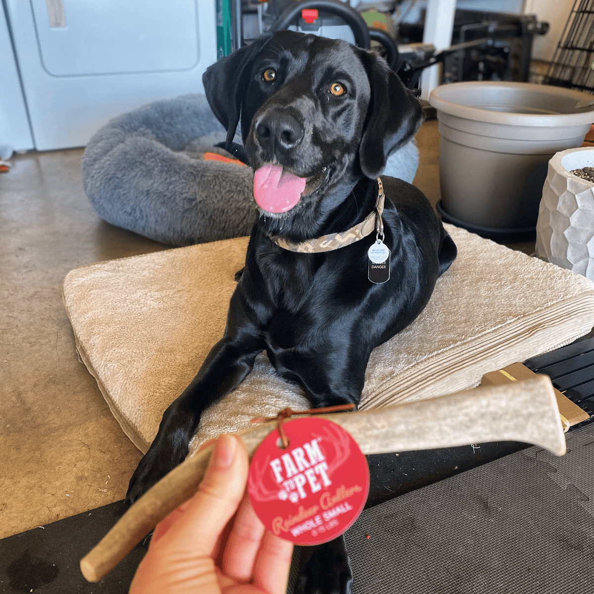 Dog Chew product image 13