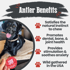 Dog Chew product image 15