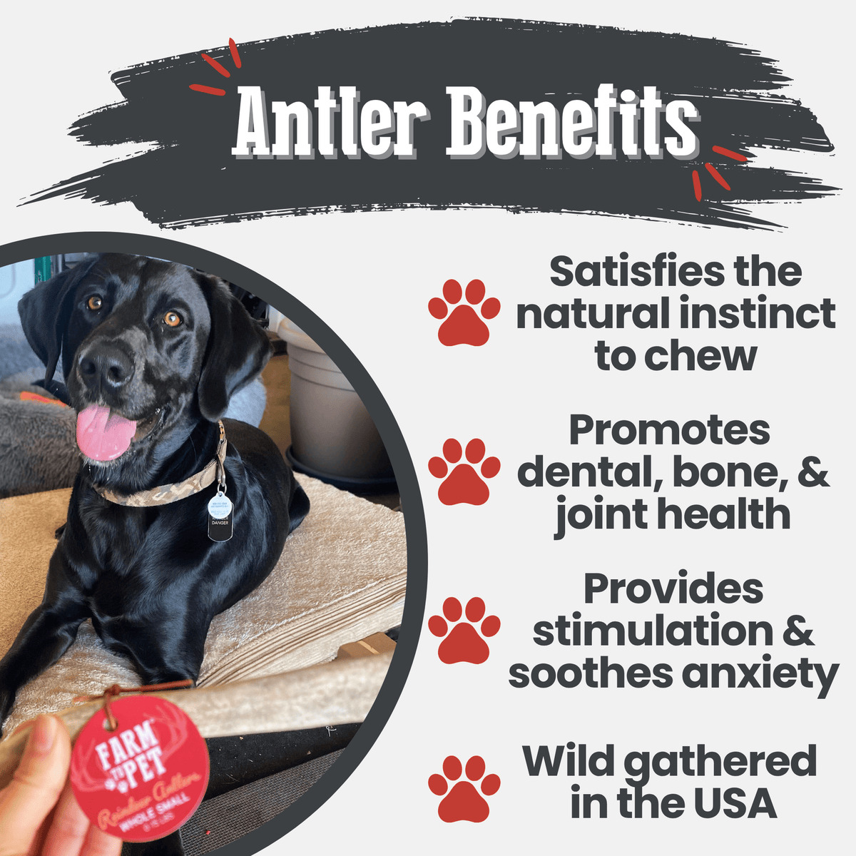 Dog Chew product image 15