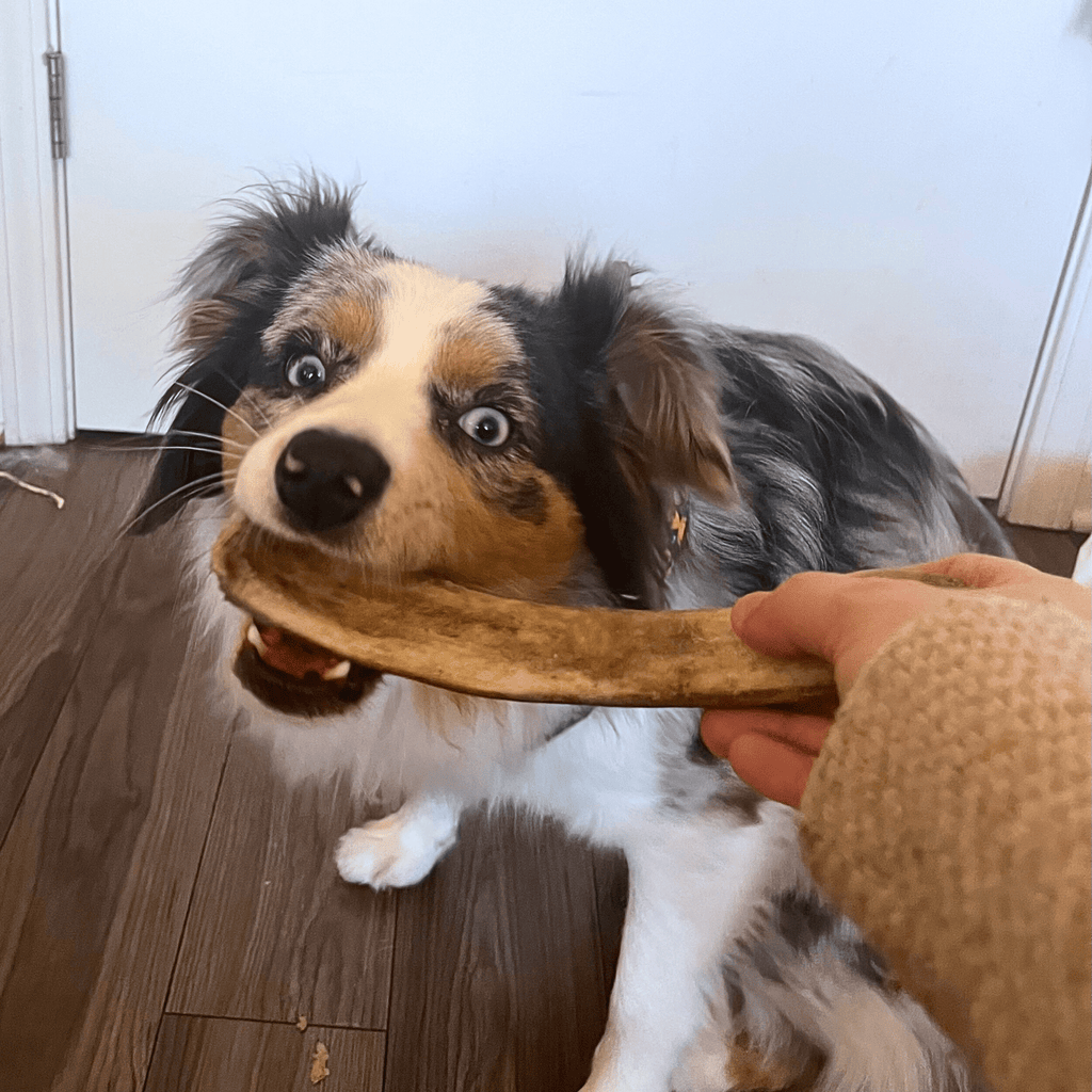 Dog Chew product image 19