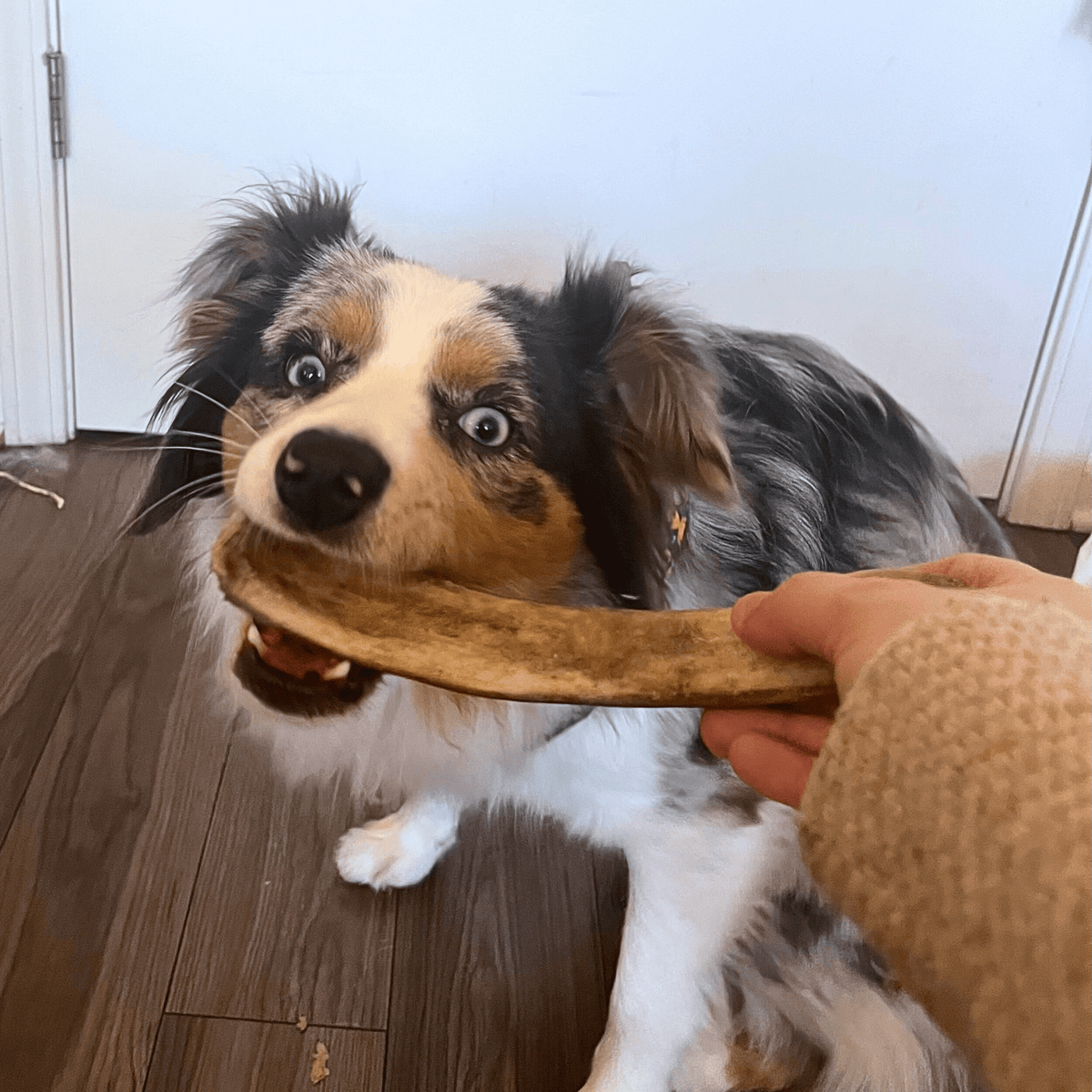 Dog Chew product image 19