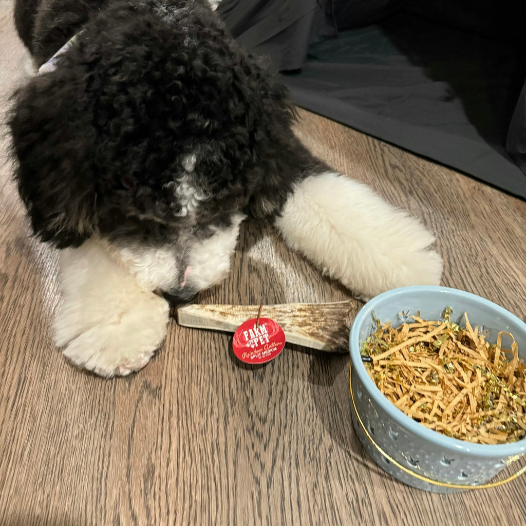 Dog Chew product image 20