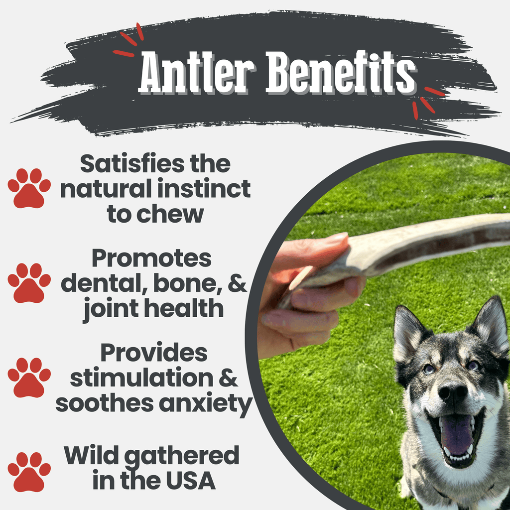 Dog Chew product image 21