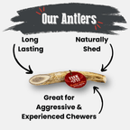 Dog Chew product image 23
