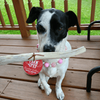 Dog Chew product image 24