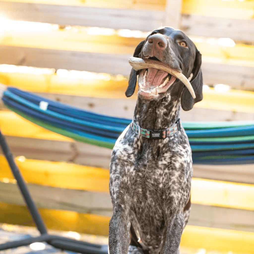 Dog Chew product image 25