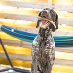 Dog Chew product image 25
