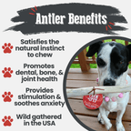 Dog Chew product image 26