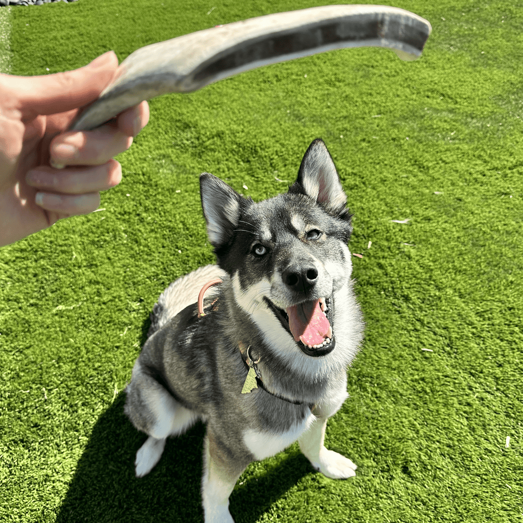 Dog Chew product image 29