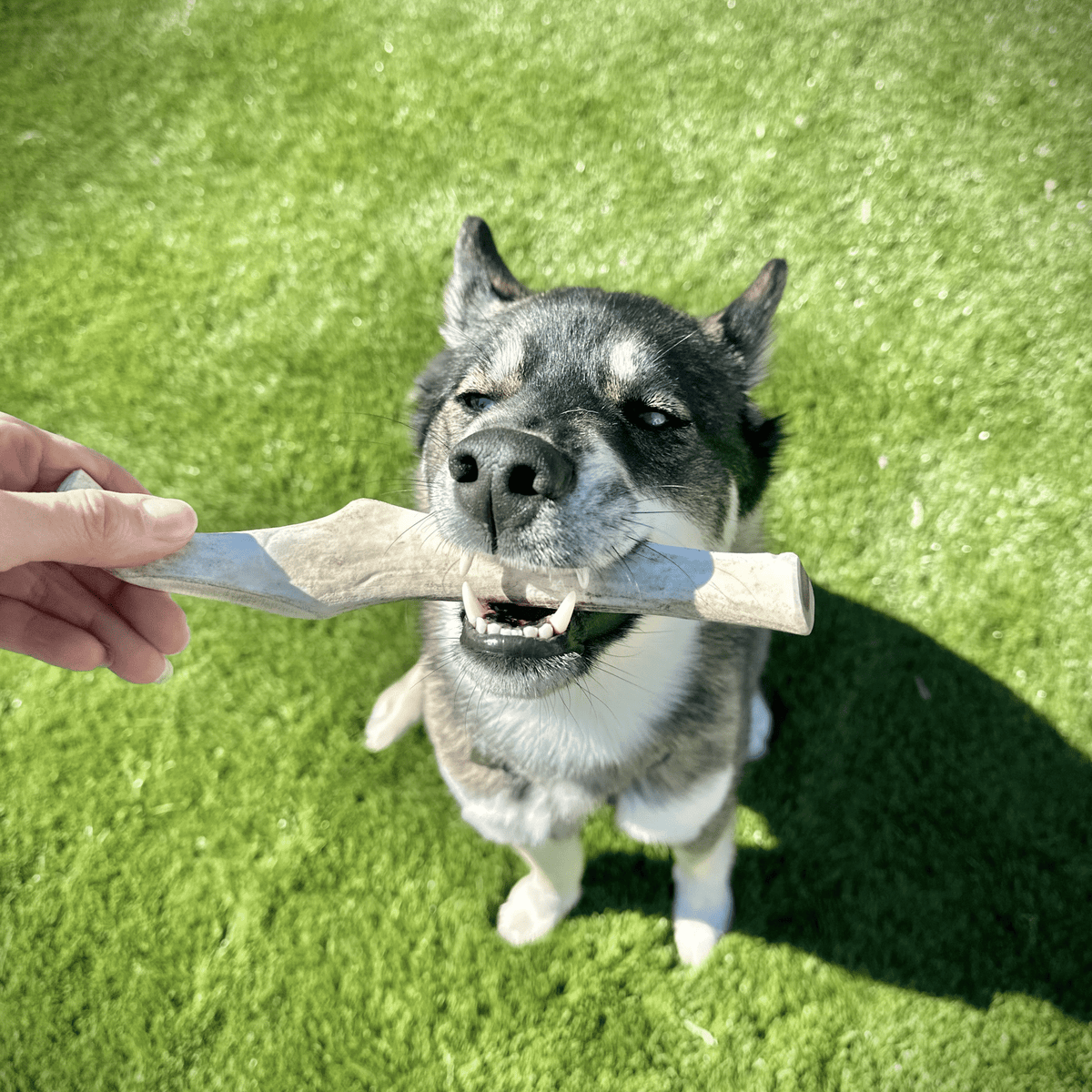 Dog Chew product image 30