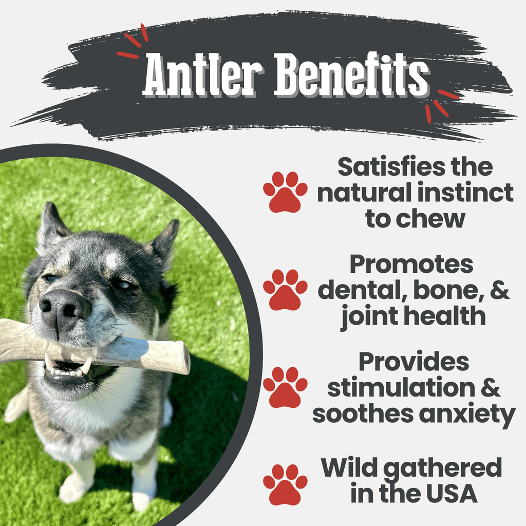Dog Chew product image 32