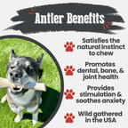 Dog Chew product image 32