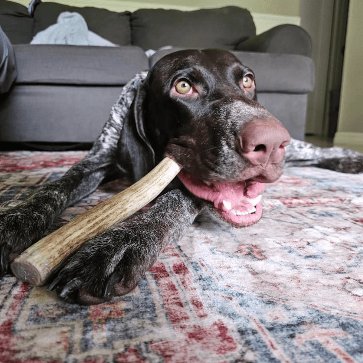 Dog Chew product image 36