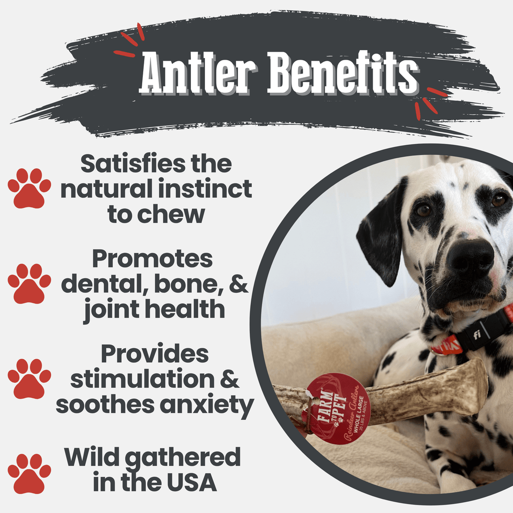 Dog Chew product image 38