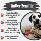 Dog Chew product image 38