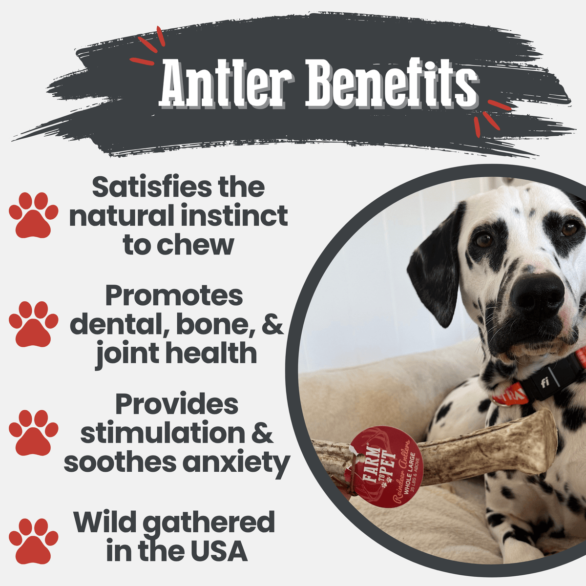 Dog Chew product image 38