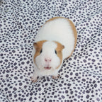 Guinea Pig Fleece Liner product image 2