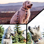 Dog Collar product image 6