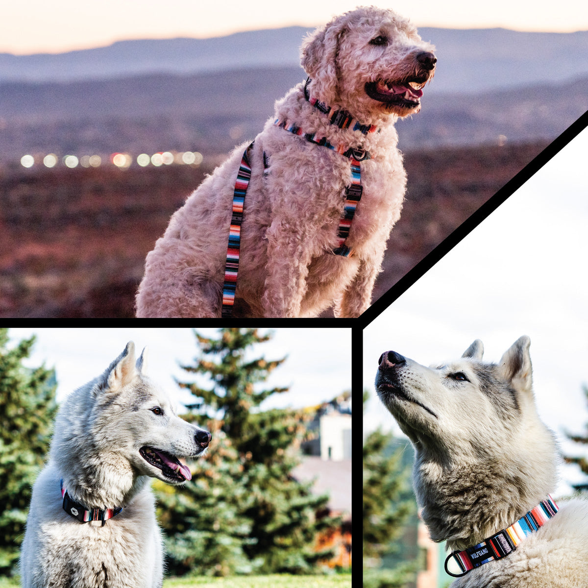 Dog Collar product image 6