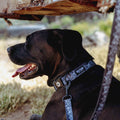 Dog Collar product image 8