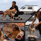 Dog Collar product image 6