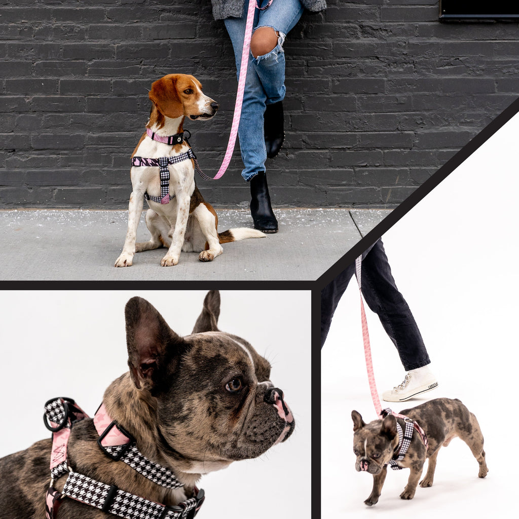 Adjustable Dog Collar product image 6