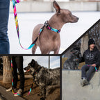 Dog Collar product image 6