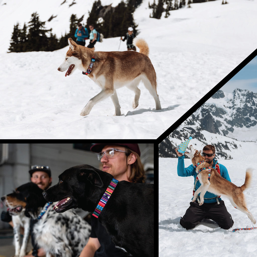 Dog Collar product image 6
