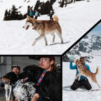 Dog Collar product image 6
