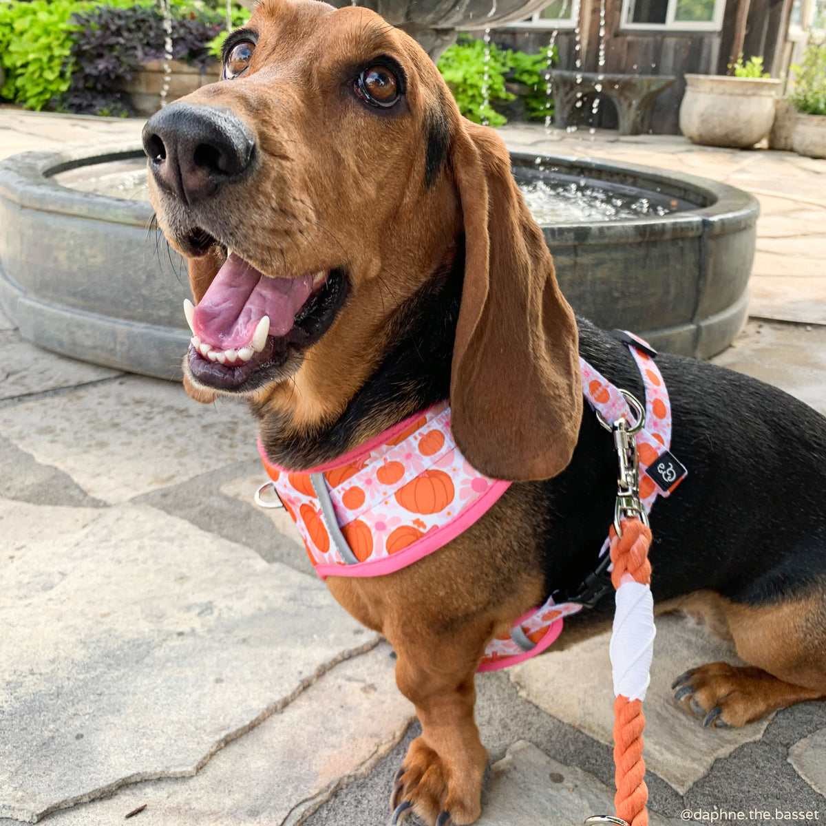 Hands-Free Dog Leash product image 2