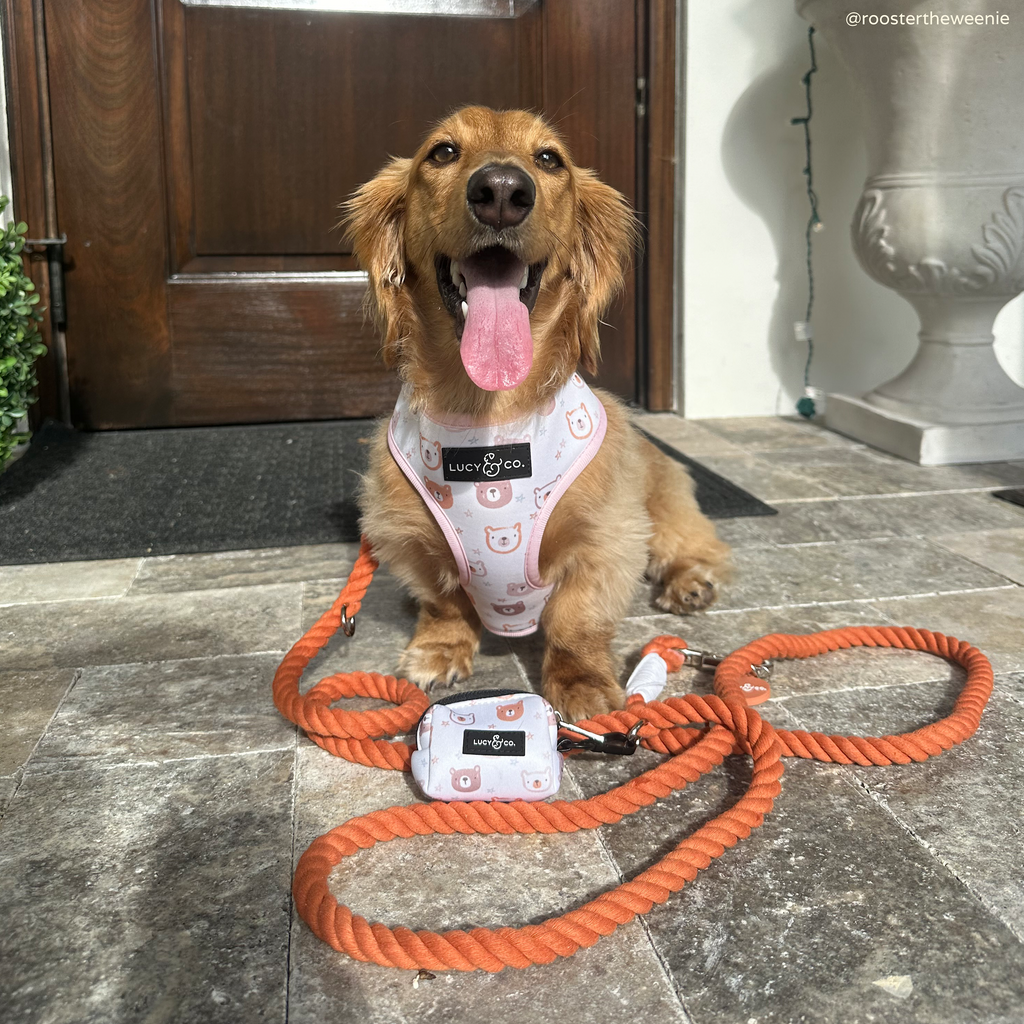 Hands-Free Dog Leash product image 5
