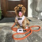 Hands-Free Dog Leash product image 5