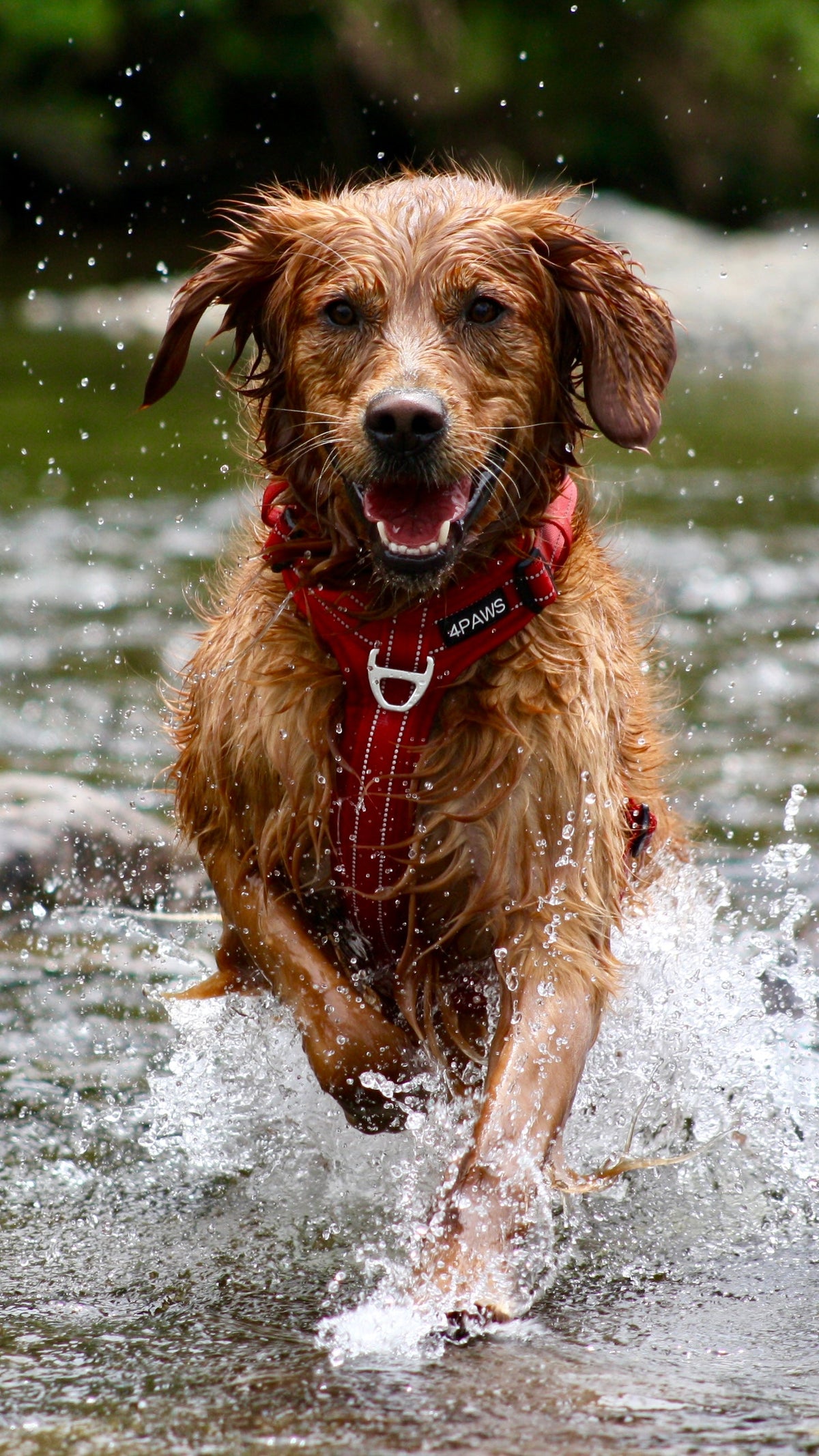 Dog Harness product image 2