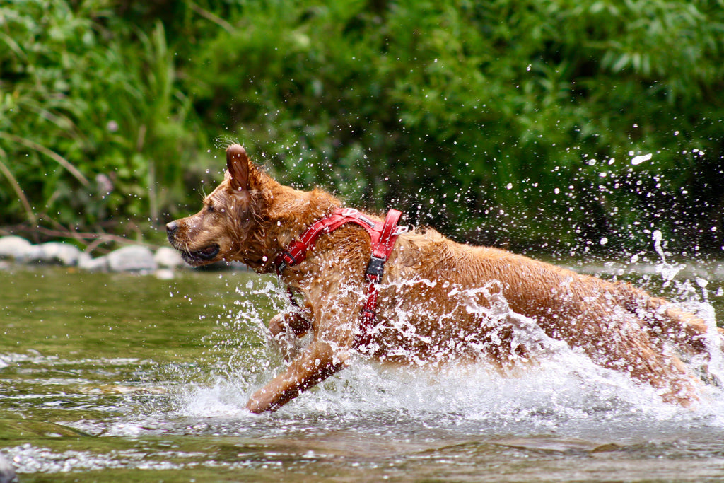 Dog Harness product image 4