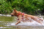 Dog Harness product image 4