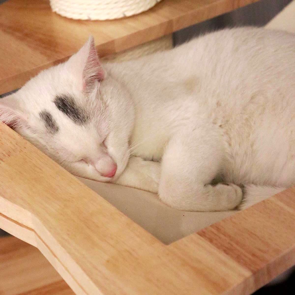 Adjustable Floor-to-Ceiling Cat Tree product image 3