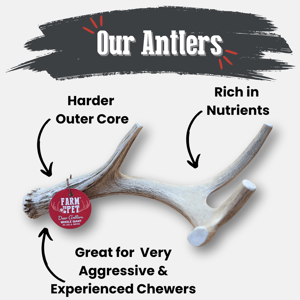 Deer Antler Dog Chew product image 2