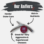 Deer Antler Dog Chew product image 4