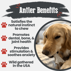 Deer Antler Dog Chew product image 8
