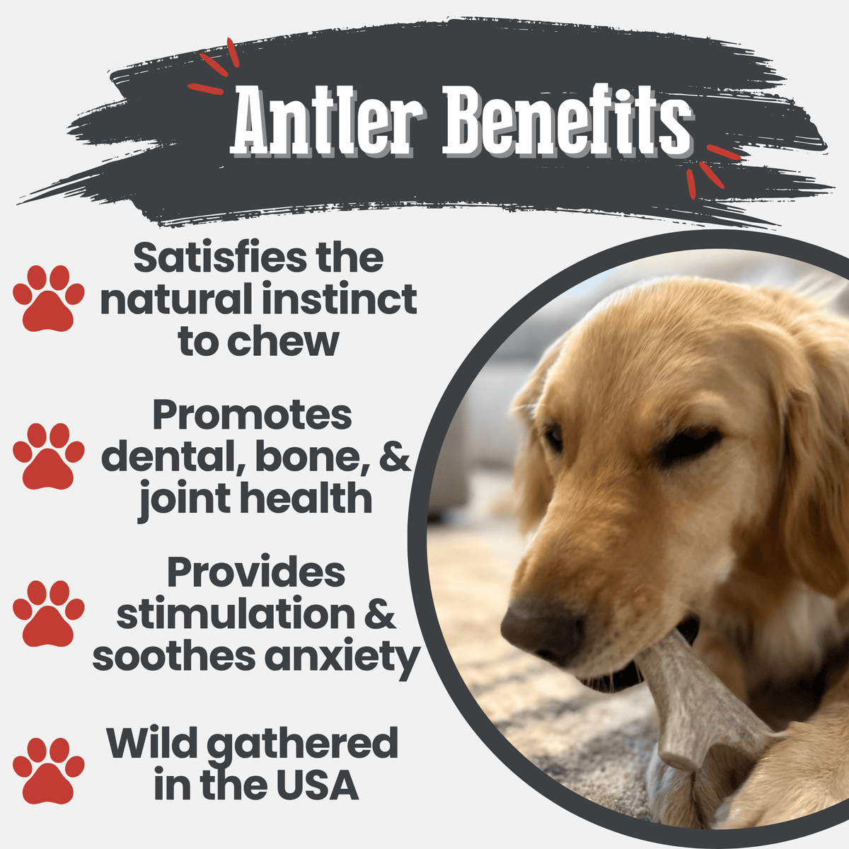Deer Antler Dog Chew product image 8