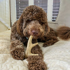 Deer Antler Dog Chew product image 13